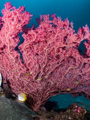 Love the Oceans