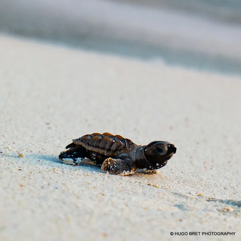 Hatchling - Hugo Bret