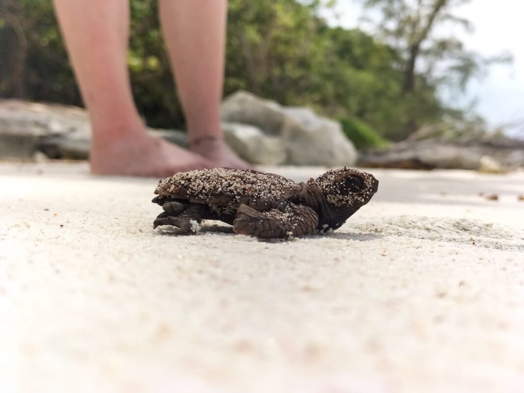 Hatchling heading to the ocean unhindered