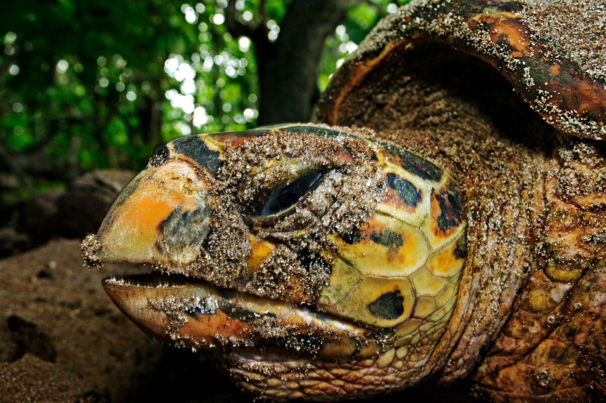 Hawksbill turtle (Eretmochelys imbricata). Endangered species. Laying eggs in forest area close to beach. Seychelles. Dist. Tropical and subtropical oceans worldwide.