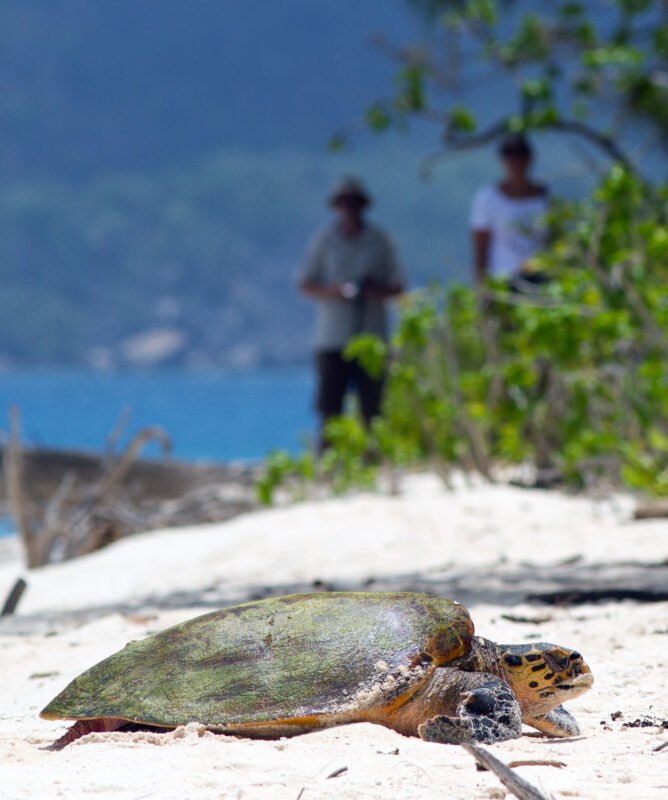 Turtles should not be approached before they start laying (Photo - Max Aliaga)