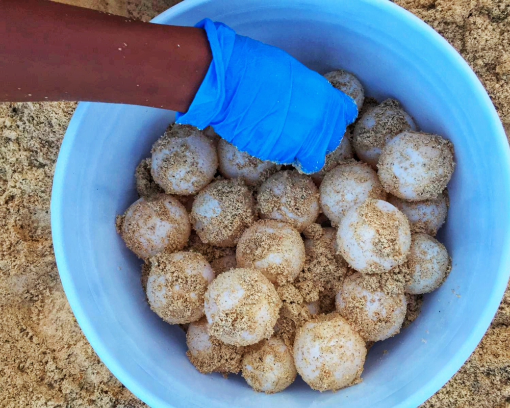 Credit: Barbados Sea Turtle Project