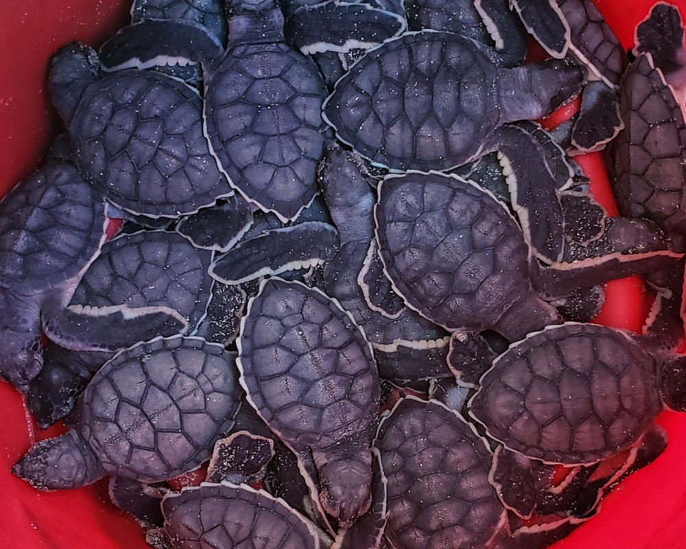 Credit: Barbados Sea Turtle Project