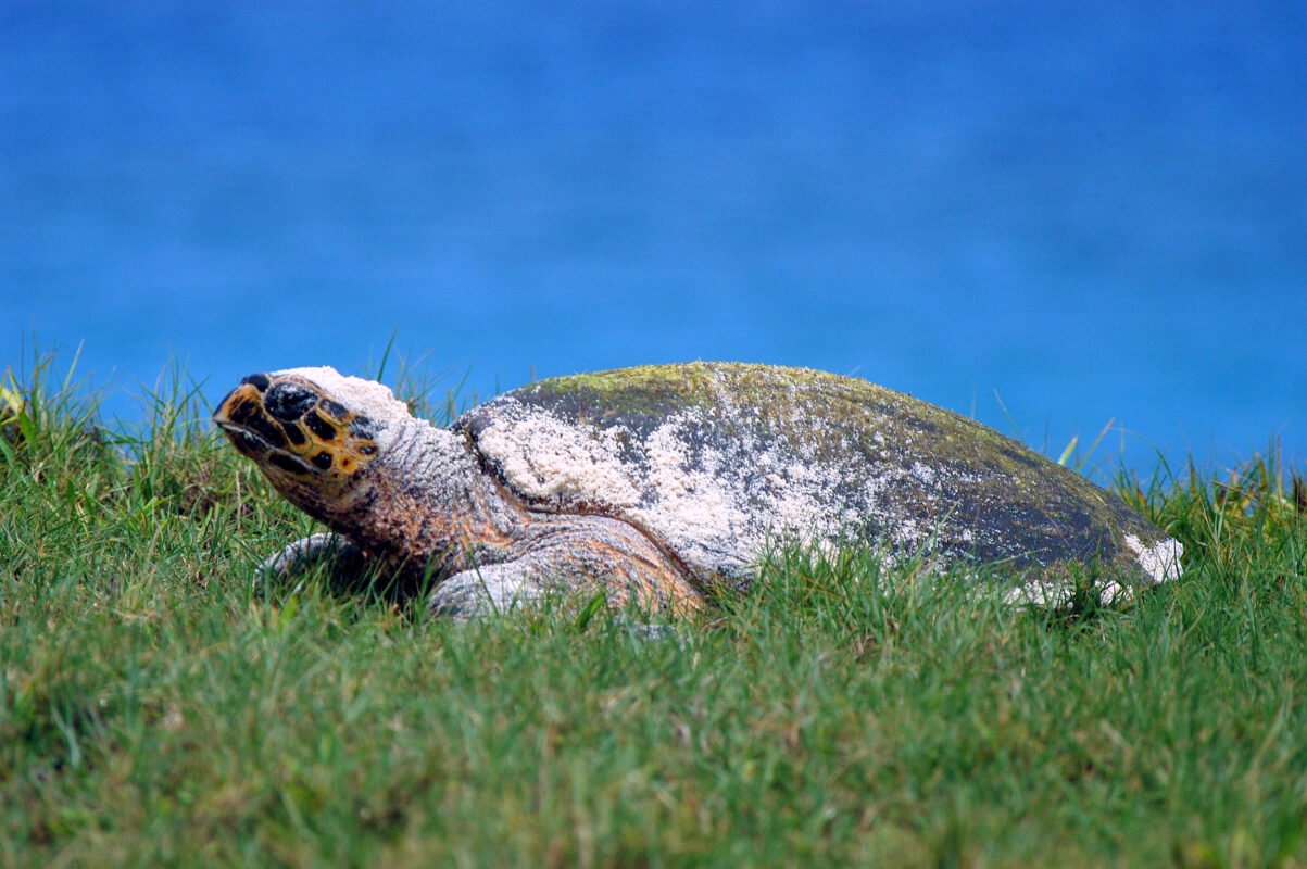 Hawksbill turtle